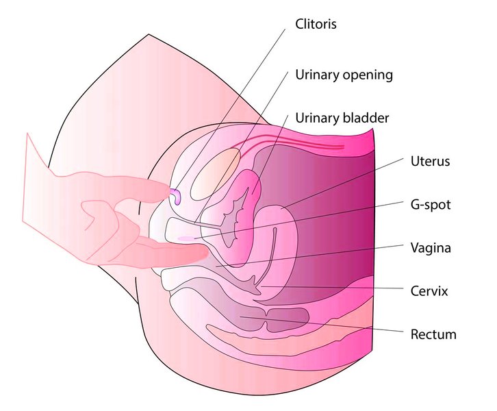 g-spot